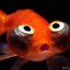 zippy