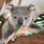 Koala Fluffy