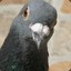 Pvt Pigeon