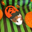 *~!Halloween Guinea Pig!~* :3