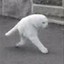 MEOW MEOW