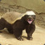 Honey Badger