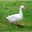 Goose 2