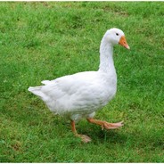 Goose 2