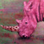 Pepto Bismol Rhino