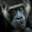 Blackmonke2