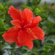 大大大大大红花