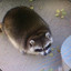 Fat Raccoon