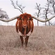 Texas Longhorn