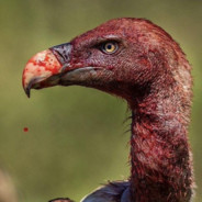 Vulture