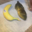 tadpole sized banana