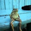 🐸🐸Frog desolation🐸🐸