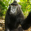 De MonkE