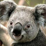 Koala`bear