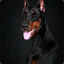 DobermaN