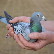 Pigeon Spinner