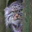 Manul