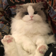 村支靓仔协会最靓的仔