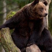 ♱ sold all skins :(