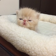 歲月Jerry