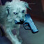John Wick`s Dog