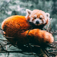 RedPandaEnjoyer