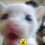 Mhwol