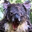 Im_A_Drop_Bear