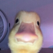Goose Steam avatar