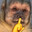 picudinho pugstar