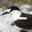 sooty tern