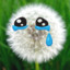 Depressed Dandelion