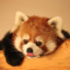 Red_Panda