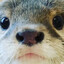 猫咪🐈獭dayo