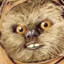 sadcrumpet