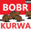 -=©P=-Bobr (FCK BVB)