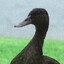 Mallard Luther King
