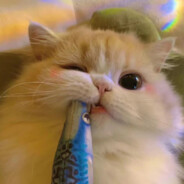 厉不厉害你鸡哥