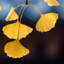 Ginkgo