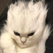 Wizzdom