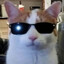 Cat boss