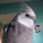 Kurt