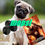 Mopsi :D