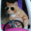 Orange, The Driving Mafia Cat