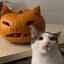 ♛pumpkin♛