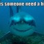 Friendly Shark