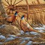 Pheasants97