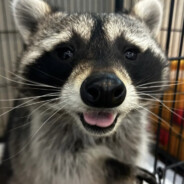 Raccoon