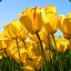 Tulip