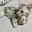 SillyCat